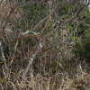 jnfc_1361_130674.jpg
