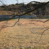 jnfc_1863_41633.jpg