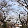 jnfc_1983_44331.jpg