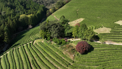 대한다원보성녹차밭