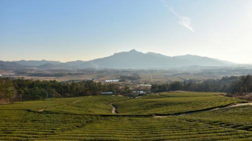 한국제다 영암제2다원