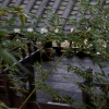 jnfc_441_126182.jpg