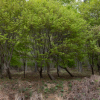 jnfc_4943_101085.jpg
