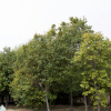 jnfc_4943_101088.jpg