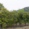 jnfc_4943_101089.jpg