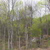 jnfc_4943_101096.jpg