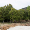 jnfc_4943_101098.jpg