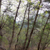 jnfc_4943_101101.jpg