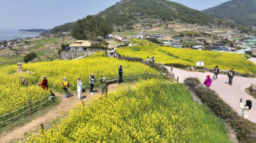 완도 청산도 서편제 봄길