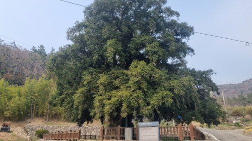 상만리 비자나무