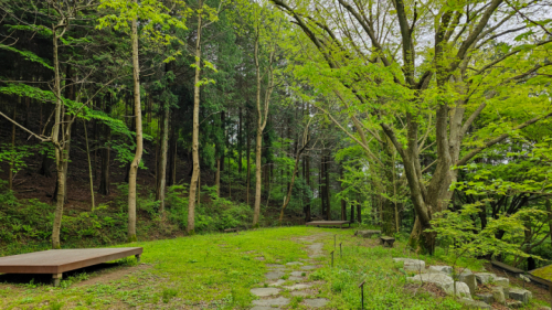 축령산삼나무편백숲