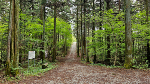 축령산삼나무편백숲