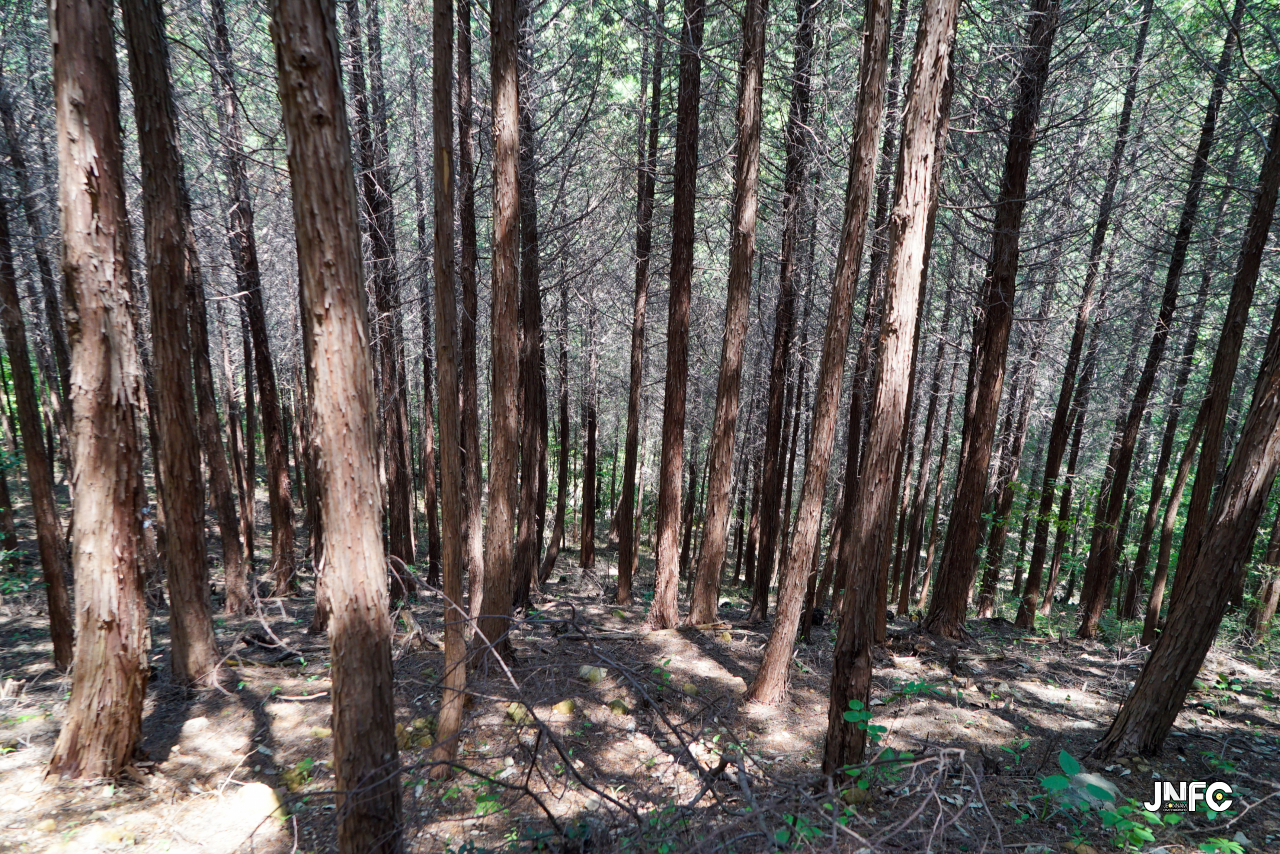 jnfc_5628_130727.jpg