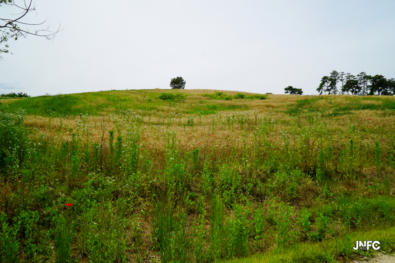 jnfc_5642_133356.jpg