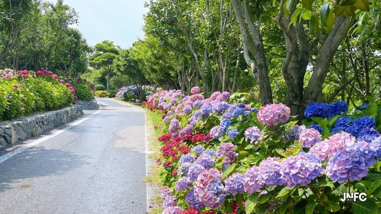 도초도 도초수국정원