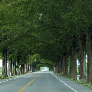 곡성읍 메타세쿼이아길