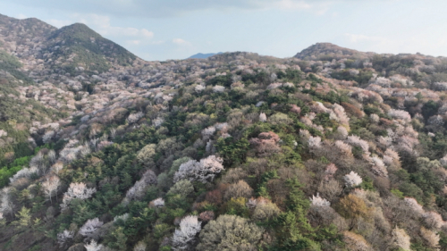 고비산 벚꽃마을