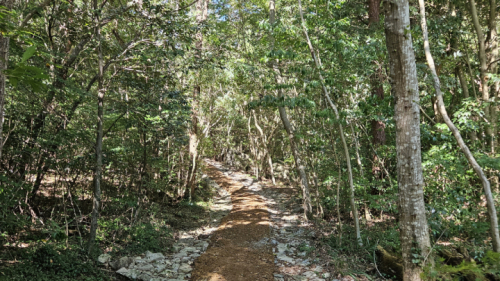 첨찰산 상록수림