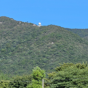 진도 첨찰산 상록수림