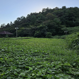 완도 약산도 삼문산진달래공원