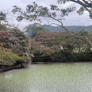 송백정배롱나무군락지