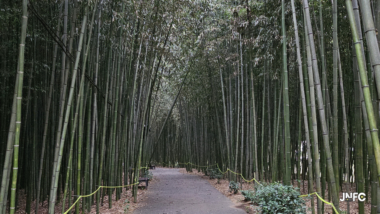 섬진강 대나무숲길