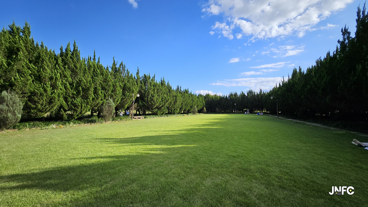 천개의향나무숲