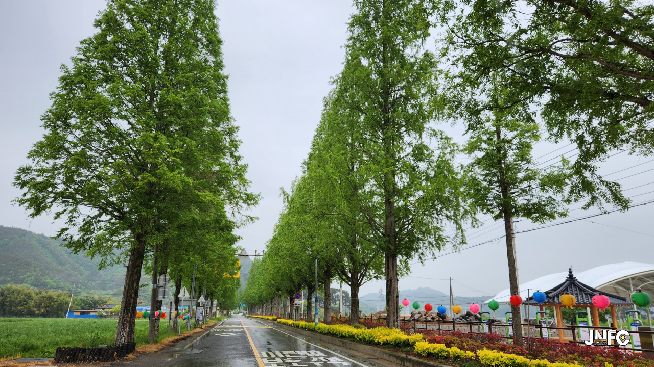 복내면  메타세쿼이아길