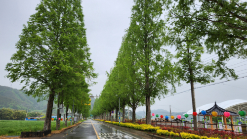 복내면  메타세쿼이아길