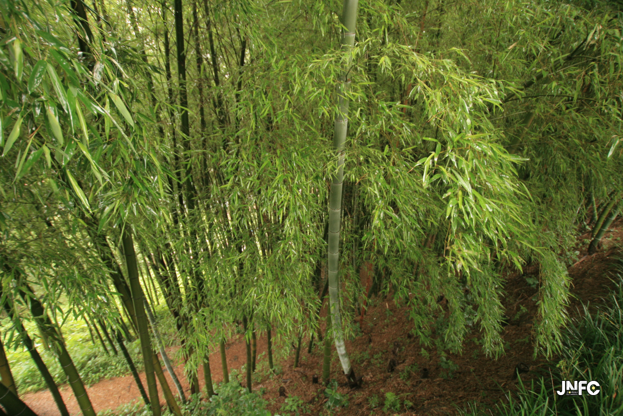 jnfc_6249_129907.jpg