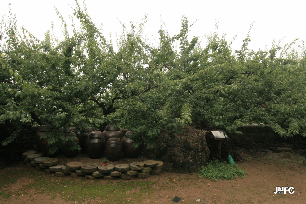 jnfc_6249_129913.jpg