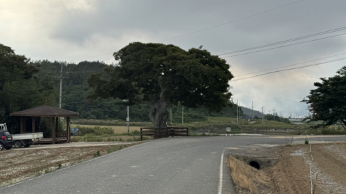 팔금도 이목리 팽나무