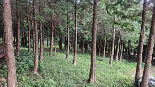 주작산자연휴양림