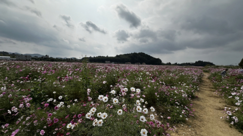 담양읍 공터