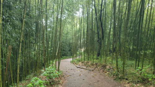 영광매간당고택_숲속산책로